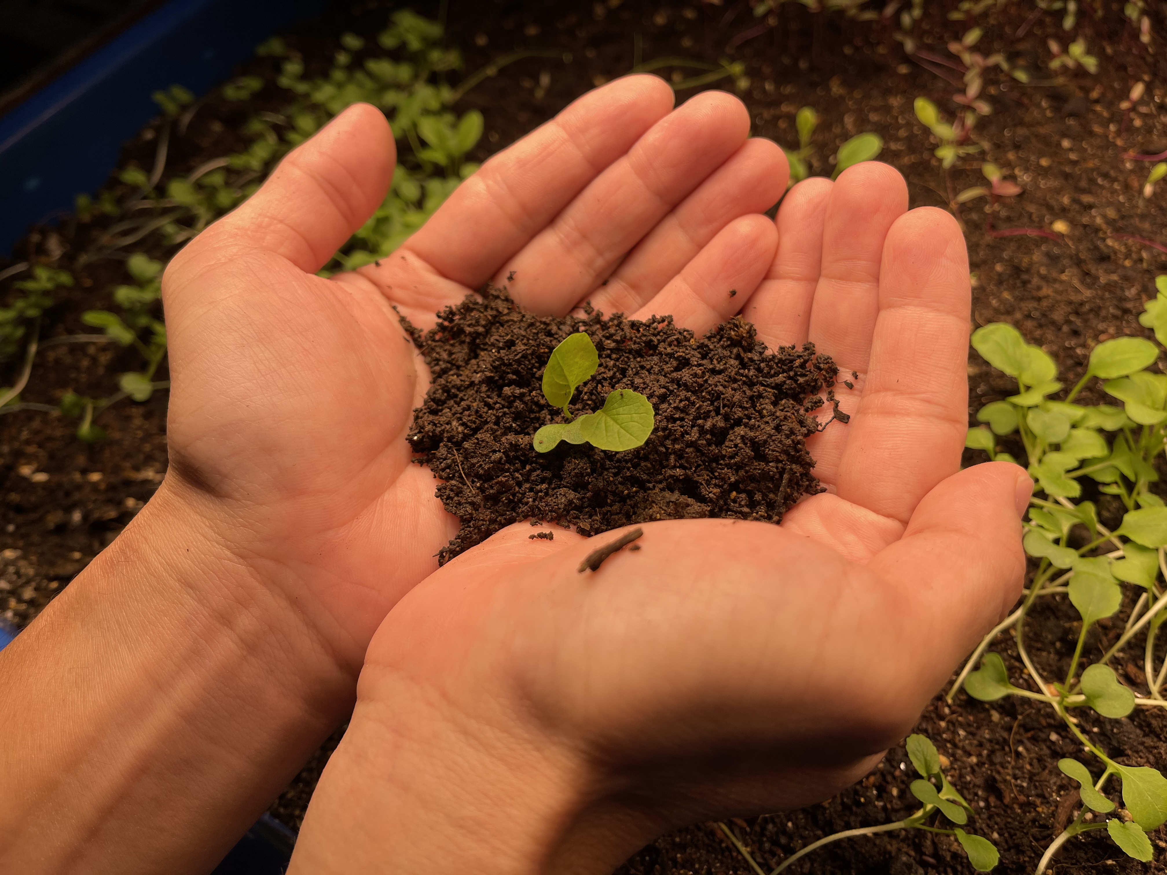 Plant information